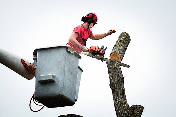 Best Tree and Shrub Care  in Pittsfield, IL